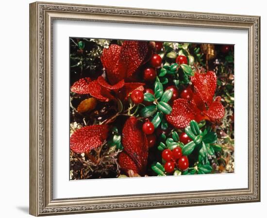 Bearberry in Denali National Park, Alaska, USA-Dee Ann Pederson-Framed Photographic Print