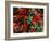 Bearberry in Denali National Park, Alaska, USA-Dee Ann Pederson-Framed Photographic Print