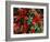 Bearberry in Denali National Park, Alaska, USA-Dee Ann Pederson-Framed Photographic Print