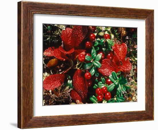 Bearberry in Denali National Park, Alaska, USA-Dee Ann Pederson-Framed Photographic Print