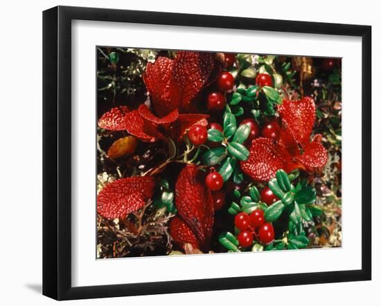 Bearberry in Denali National Park, Alaska, USA-Dee Ann Pederson-Framed Photographic Print