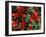 Bearberry in Denali National Park, Alaska, USA-Dee Ann Pederson-Framed Photographic Print