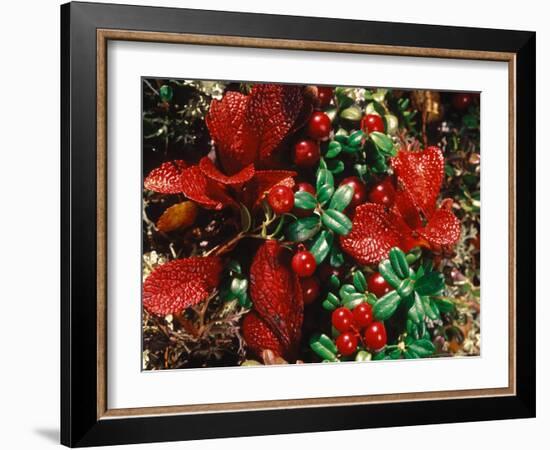 Bearberry in Denali National Park, Alaska, USA-Dee Ann Pederson-Framed Photographic Print