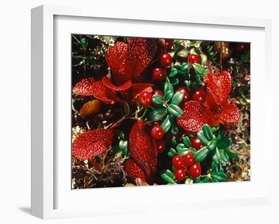 Bearberry in Denali National Park, Alaska, USA-Dee Ann Pederson-Framed Photographic Print