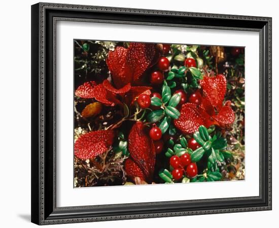 Bearberry in Denali National Park, Alaska, USA-Dee Ann Pederson-Framed Photographic Print