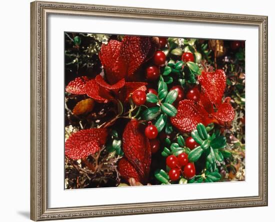 Bearberry in Denali National Park, Alaska, USA-Dee Ann Pederson-Framed Photographic Print