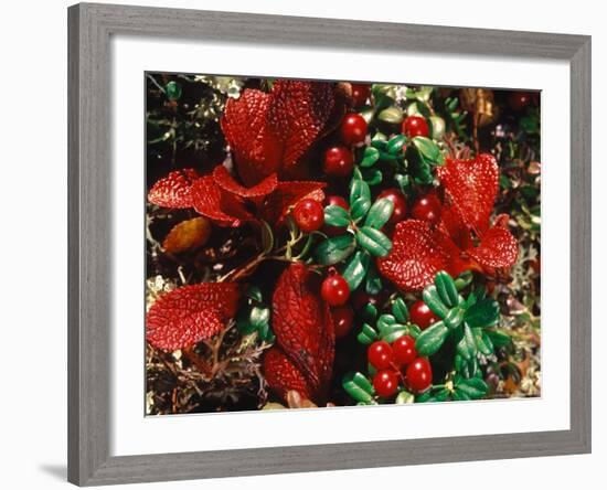 Bearberry in Denali National Park, Alaska, USA-Dee Ann Pederson-Framed Photographic Print