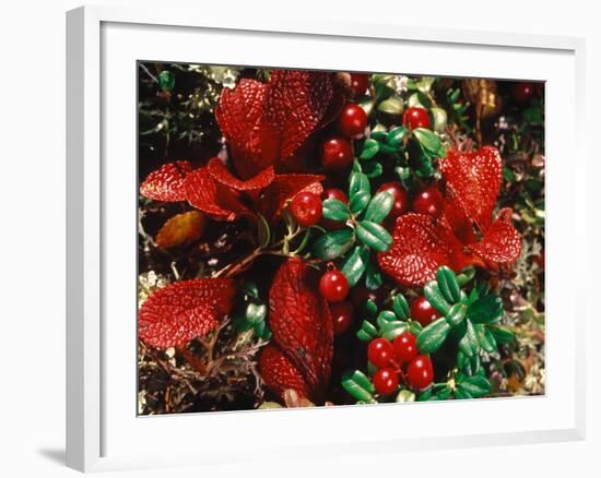 Bearberry in Denali National Park, Alaska, USA-Dee Ann Pederson-Framed Photographic Print