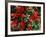 Bearberry in Denali National Park, Alaska, USA-Dee Ann Pederson-Framed Photographic Print