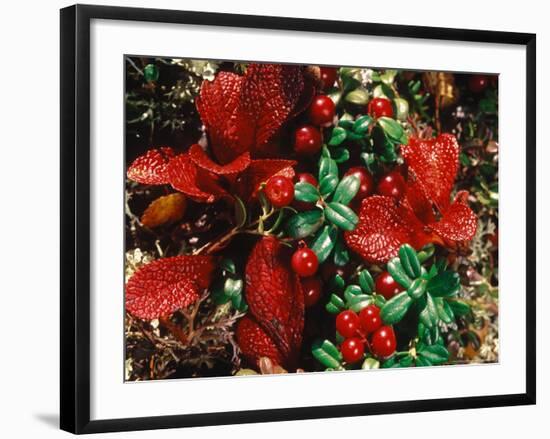 Bearberry in Denali National Park, Alaska, USA-Dee Ann Pederson-Framed Photographic Print