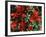 Bearberry in Denali National Park, Alaska, USA-Dee Ann Pederson-Framed Photographic Print