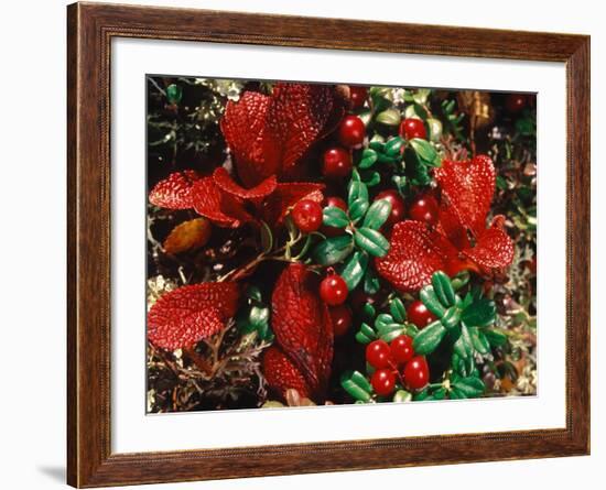 Bearberry in Denali National Park, Alaska, USA-Dee Ann Pederson-Framed Photographic Print