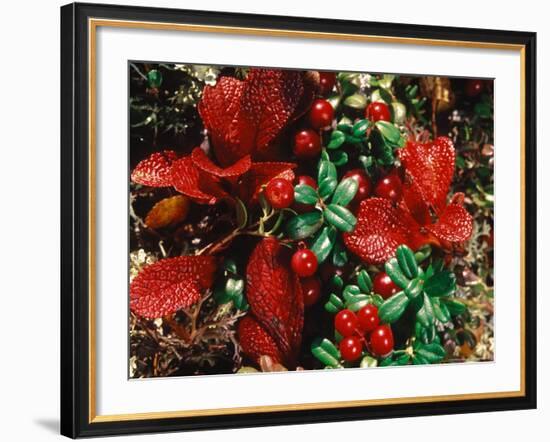 Bearberry in Denali National Park, Alaska, USA-Dee Ann Pederson-Framed Photographic Print