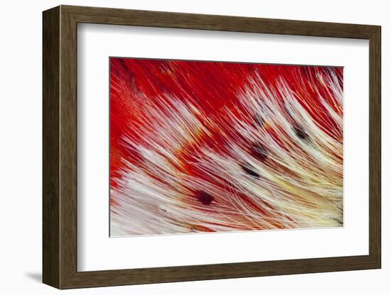 Bearded Barbet-Darrell Gulin-Framed Photographic Print