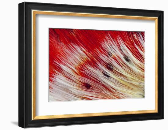 Bearded Barbet-Darrell Gulin-Framed Photographic Print