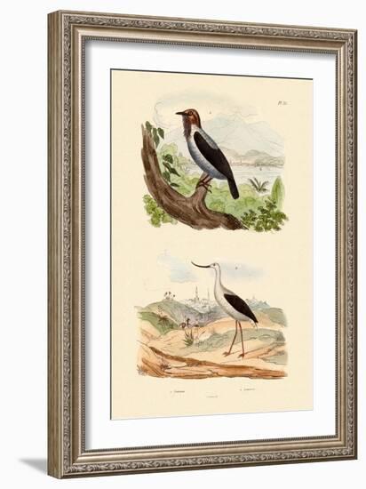 Bearded Bellbird, 1833-39-null-Framed Giclee Print