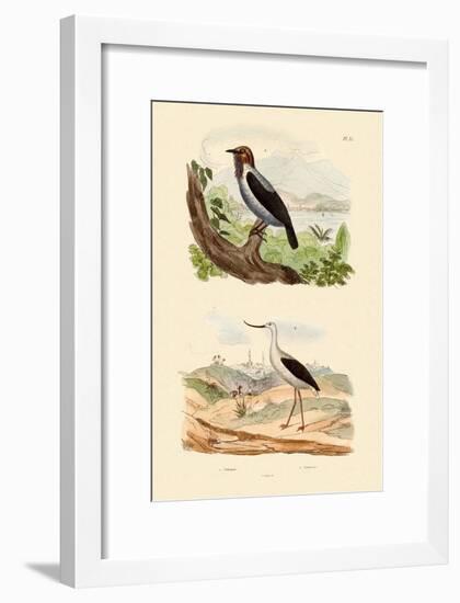 Bearded Bellbird, 1833-39-null-Framed Giclee Print