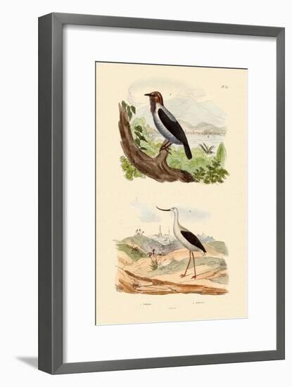 Bearded Bellbird, 1833-39-null-Framed Giclee Print