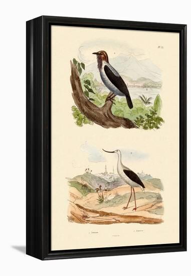 Bearded Bellbird, 1833-39-null-Framed Premier Image Canvas