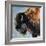 Bearded Buffalo-Renee Gould-Framed Giclee Print