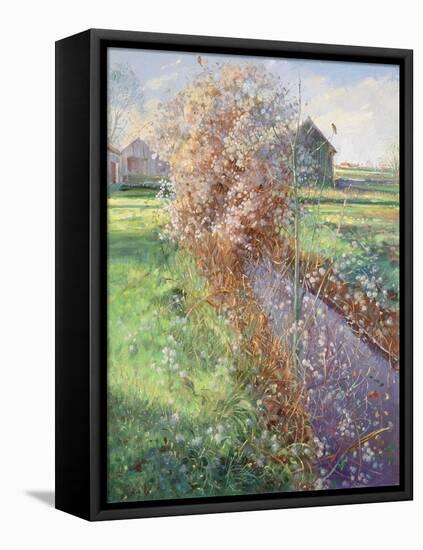 Bearded Bush-Timothy Easton-Framed Premier Image Canvas