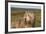 Bearded Collie 02-Bob Langrish-Framed Photographic Print