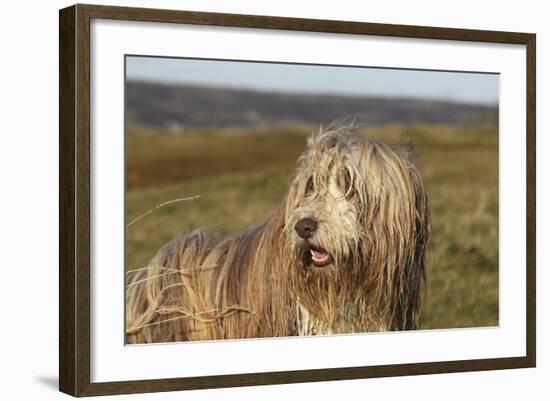 Bearded Collie 02-Bob Langrish-Framed Photographic Print