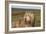 Bearded Collie 02-Bob Langrish-Framed Photographic Print