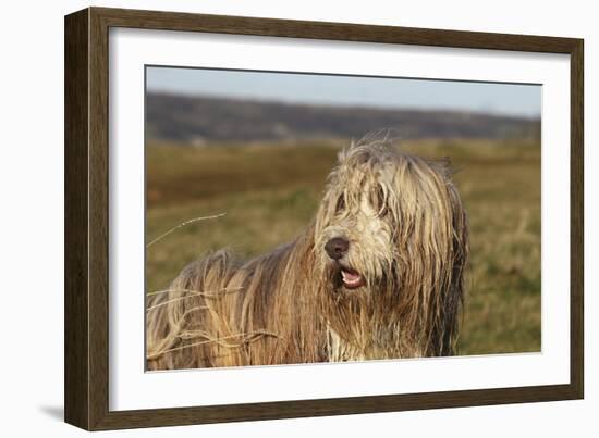 Bearded Collie 02-Bob Langrish-Framed Photographic Print