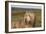 Bearded Collie 02-Bob Langrish-Framed Photographic Print