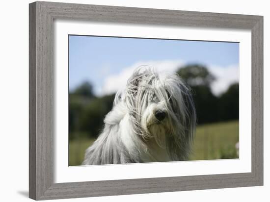 Bearded Collie 16-Bob Langrish-Framed Photographic Print