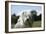 Bearded Collie 16-Bob Langrish-Framed Photographic Print