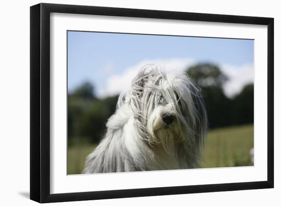 Bearded Collie 16-Bob Langrish-Framed Photographic Print