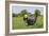 Bearded Collie 18-Bob Langrish-Framed Photographic Print