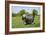 Bearded Collie 18-Bob Langrish-Framed Photographic Print