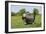 Bearded Collie 18-Bob Langrish-Framed Photographic Print