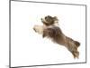Bearded Collie Leaping in Mid-Air-null-Mounted Photographic Print