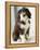 Bearded Collie Puppy-Jim Craigmyle-Framed Premier Image Canvas