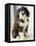 Bearded Collie Puppy-Jim Craigmyle-Framed Premier Image Canvas