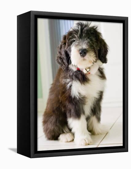 Bearded Collie Puppy-Jim Craigmyle-Framed Premier Image Canvas