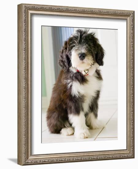 Bearded Collie Puppy-Jim Craigmyle-Framed Photographic Print