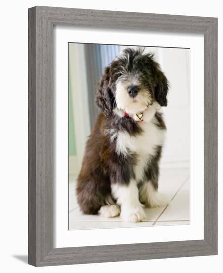 Bearded Collie Puppy-Jim Craigmyle-Framed Photographic Print