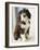 Bearded Collie Puppy-Jim Craigmyle-Framed Photographic Print