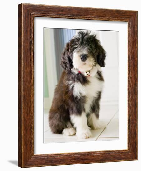 Bearded Collie Puppy-Jim Craigmyle-Framed Photographic Print