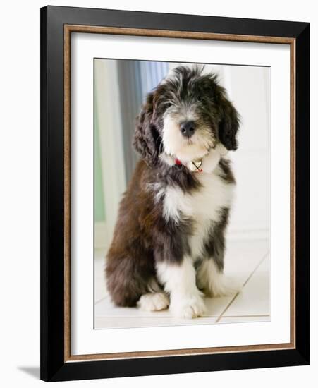 Bearded Collie Puppy-Jim Craigmyle-Framed Photographic Print