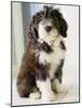 Bearded Collie Puppy-Jim Craigmyle-Mounted Photographic Print