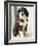 Bearded Collie Puppy-Jim Craigmyle-Framed Photographic Print