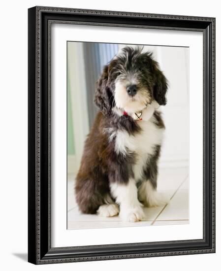 Bearded Collie Puppy-Jim Craigmyle-Framed Photographic Print