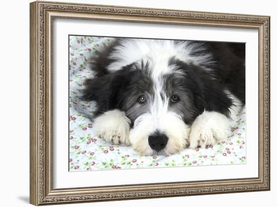 Bearded Collie Puppy-null-Framed Photographic Print