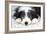 Bearded Collie Puppy-null-Framed Photographic Print